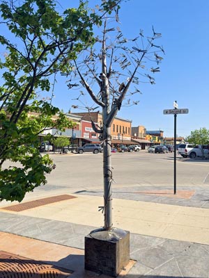 The Mythical Mississippi Dragonfly Tree